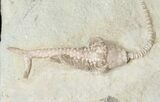 Macrocrinus Crinoid With Long Stem - Preserved Anal Tube #16087-1